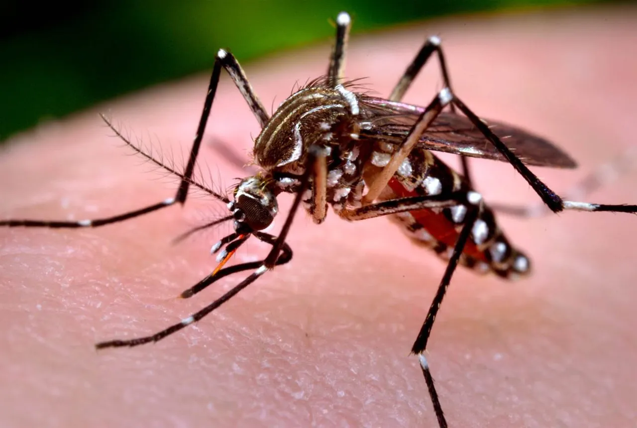 DENGUE MOSCO