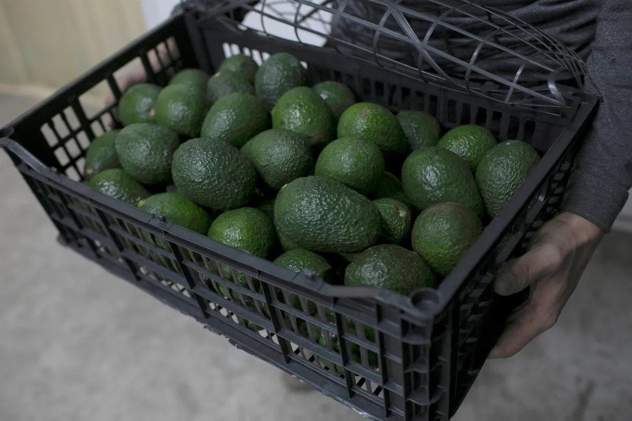 aguacate
