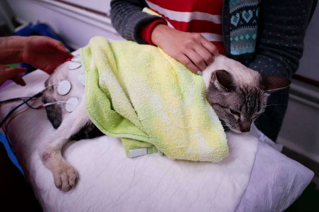 El centro de medicina alternativa para evitar eutanasia de mascotas en México