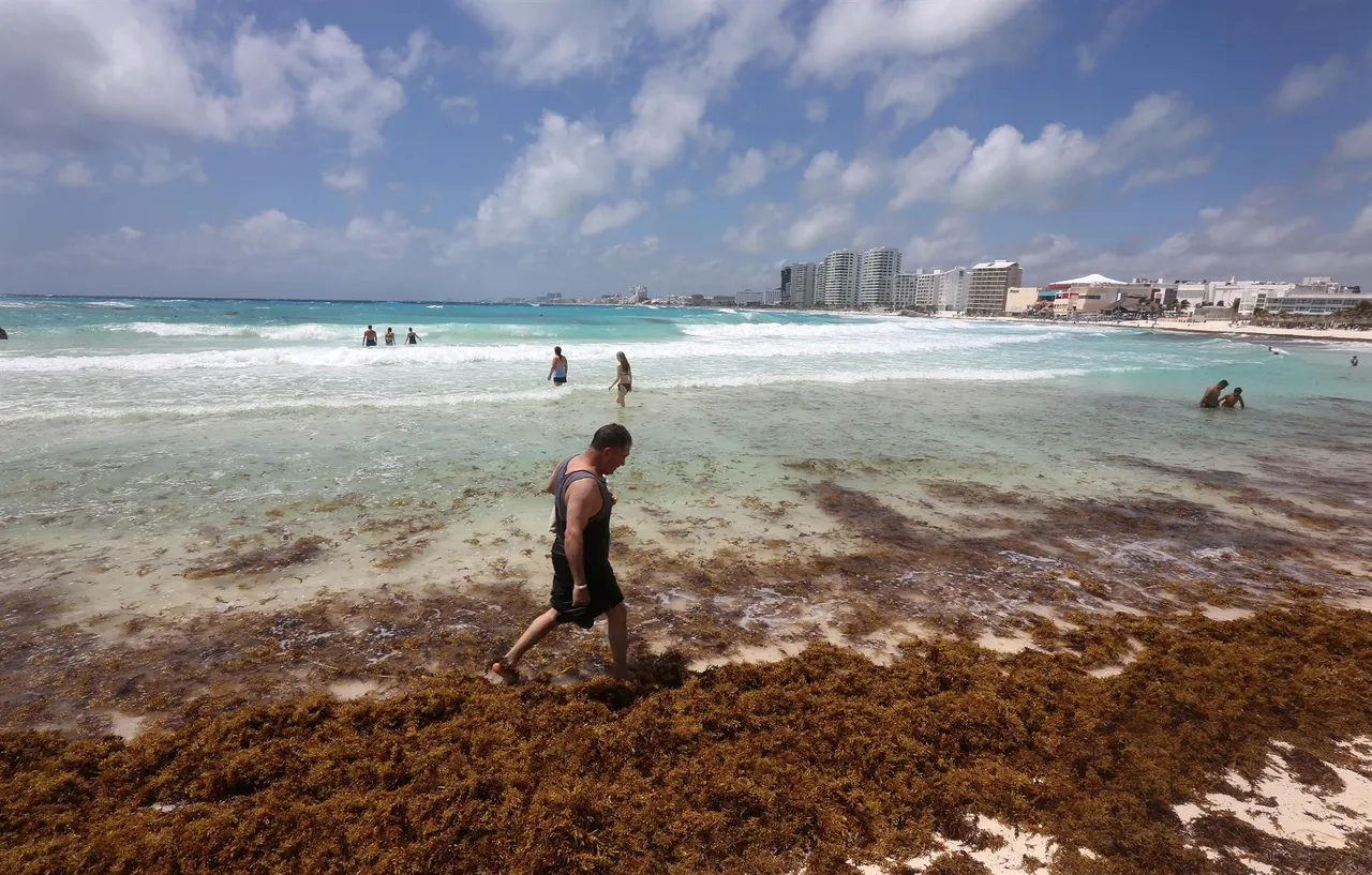 SARGAZO QUINTANA ROO