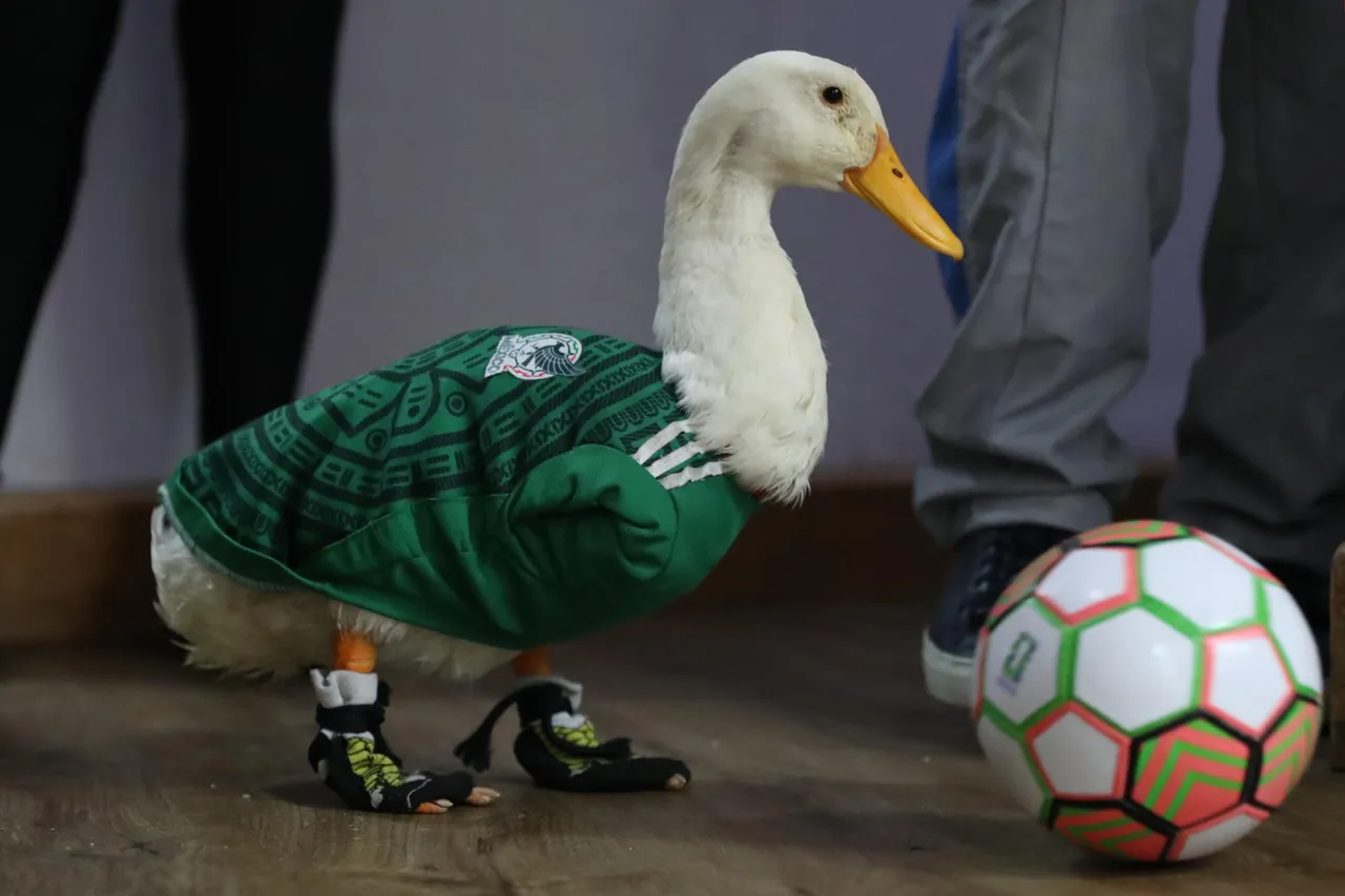 Piden a la FIFA “mocharse” con la familia del pato Merlín tras su viralidad en el Mundial 2026
