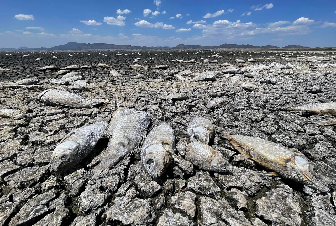La sequía mata a cientos de miles de peces en el norte de México
