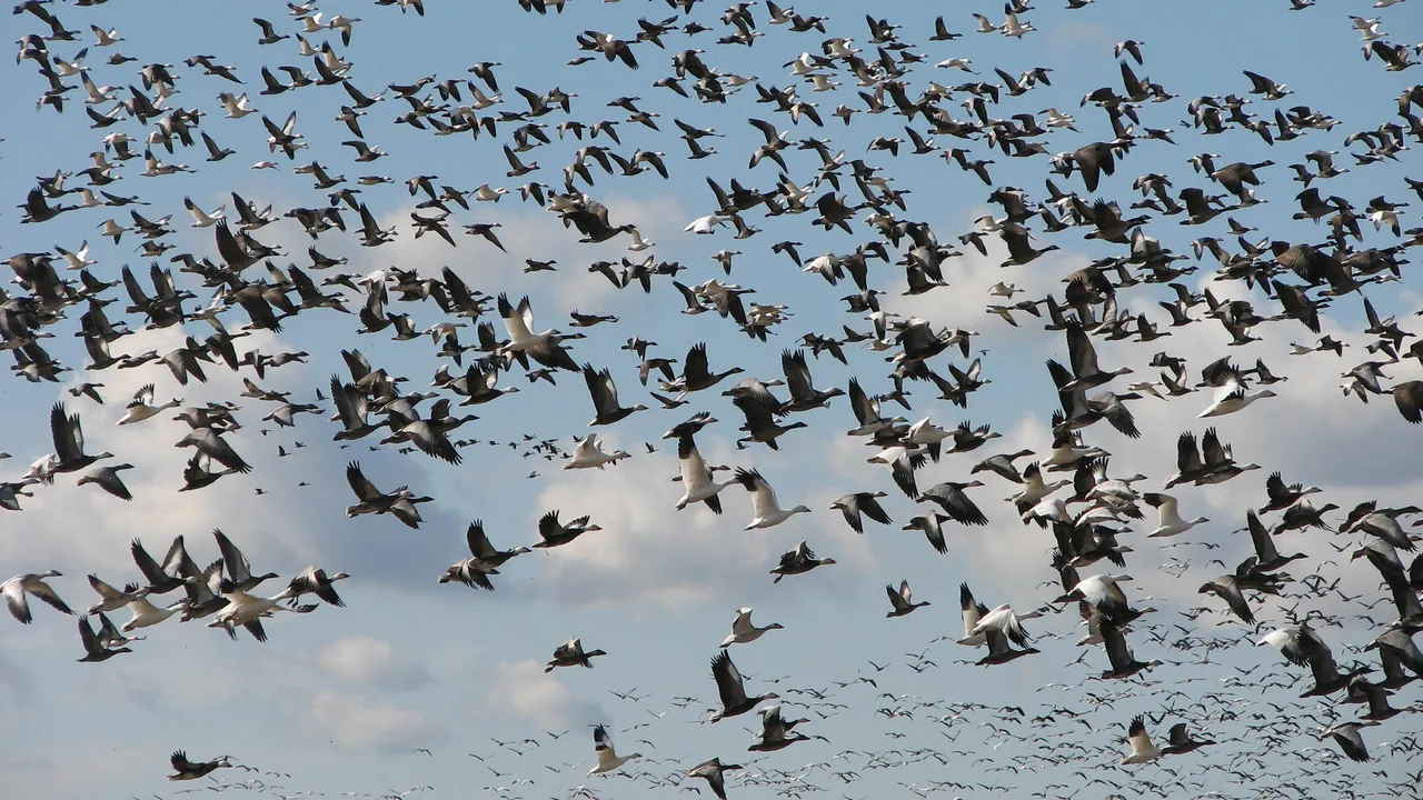 aves