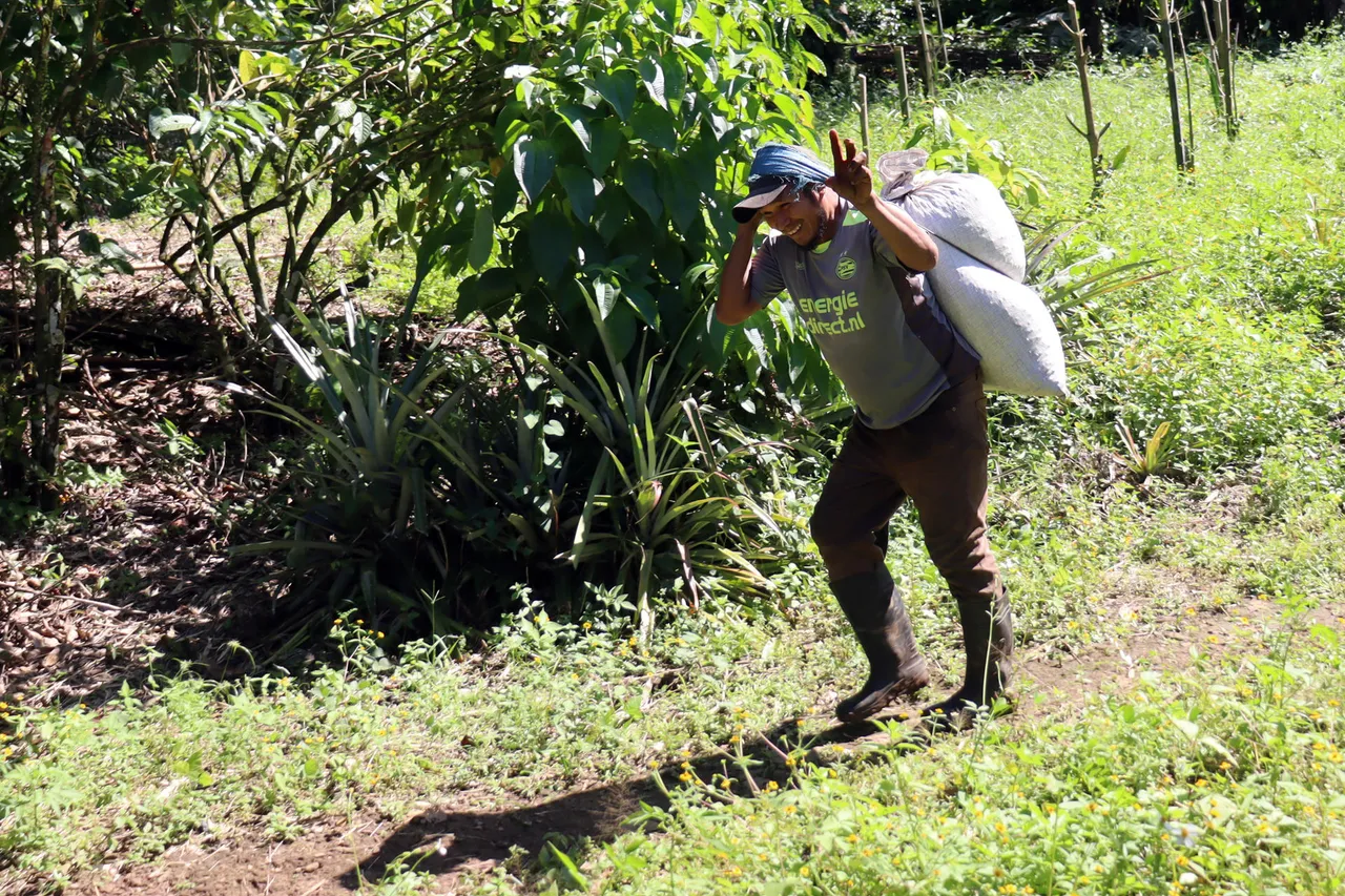 Migrantes haitianos y venezolanos salvan la cosecha de café en el sur de México
