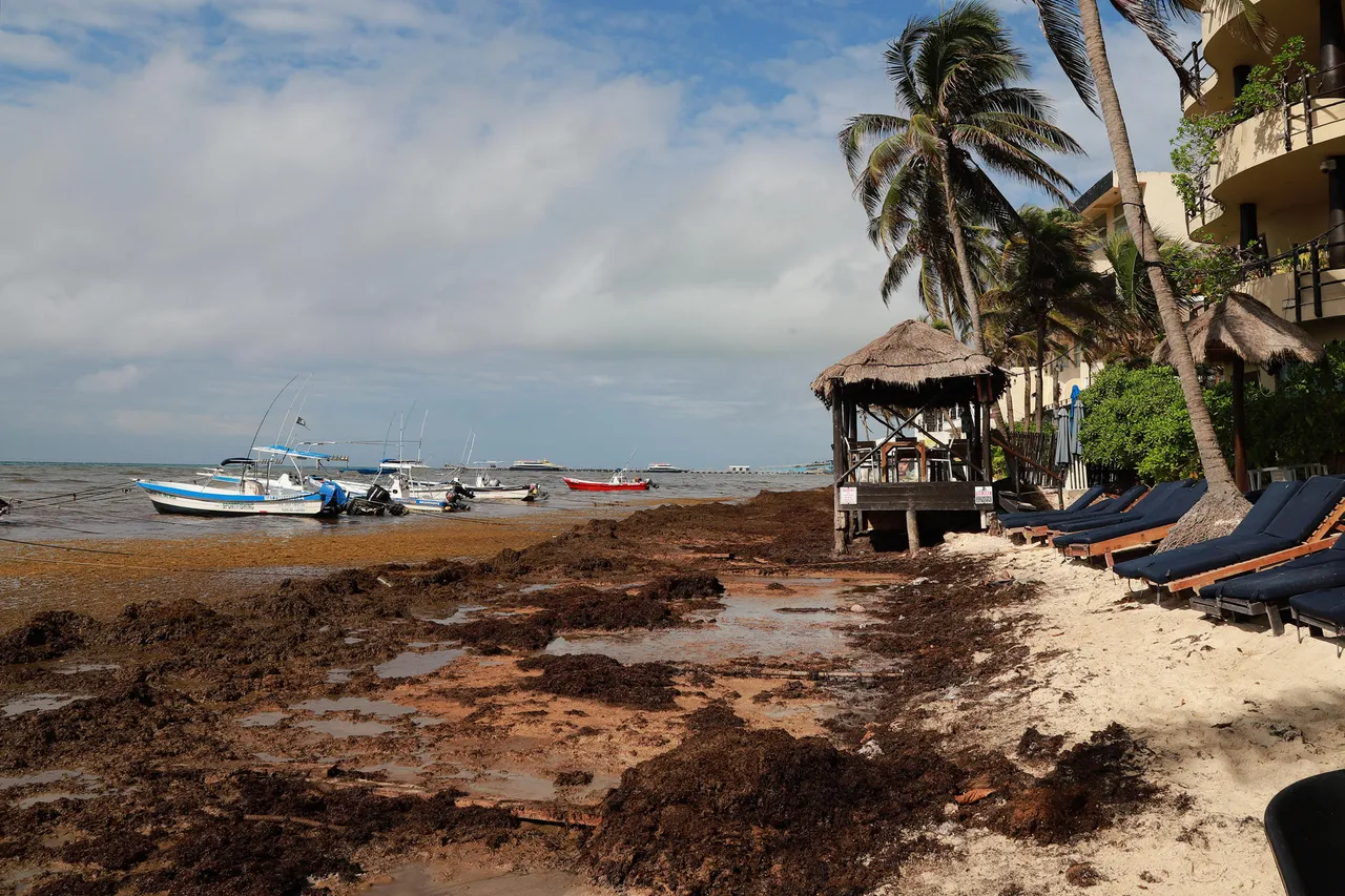 El sargazo vuelve a amenazar la temporada turística en el Caribe mexicano