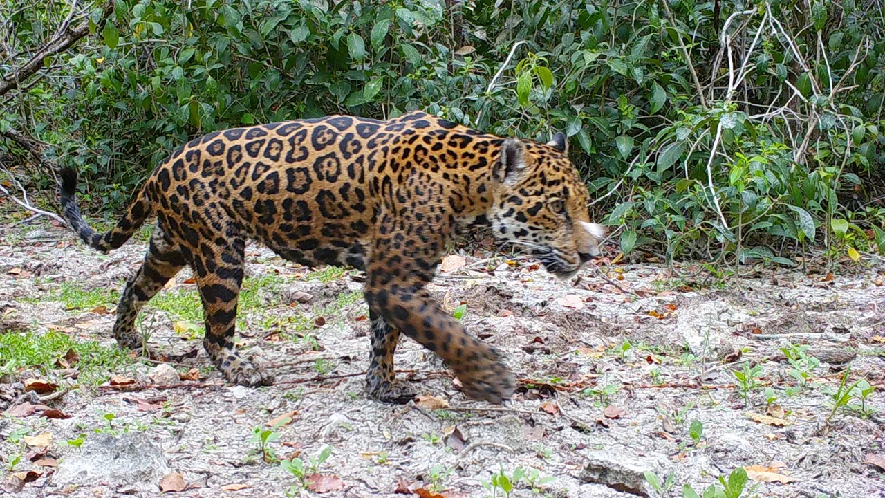 jaguar