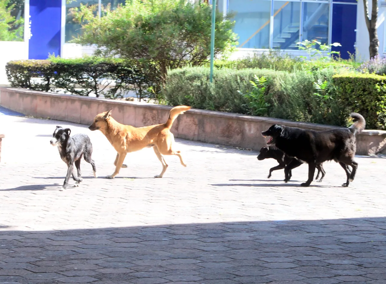 PERROS