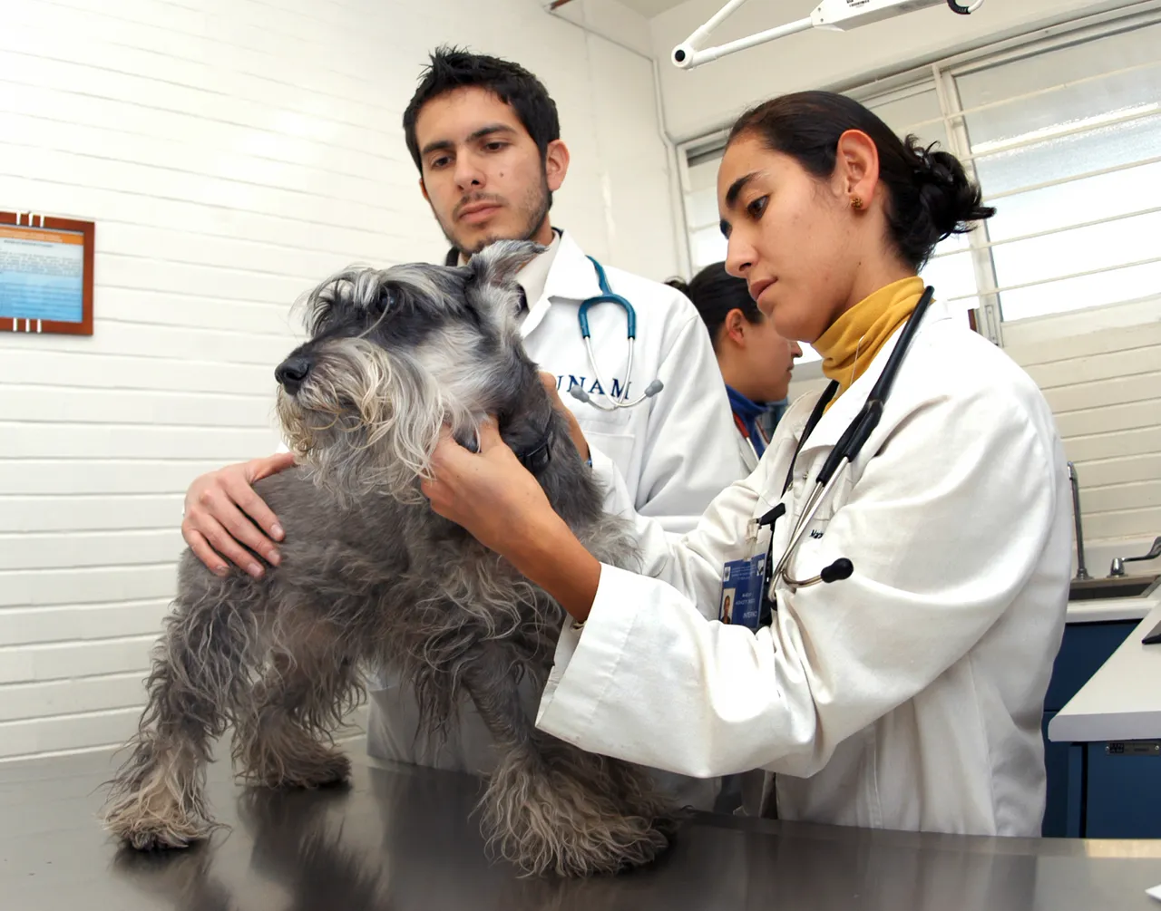 MASCOTA VETERINARIO