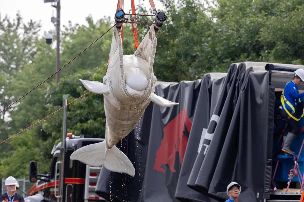 EEUU recibe las primeras seis ballenas belugas del clausurado parque canadiense Marineland