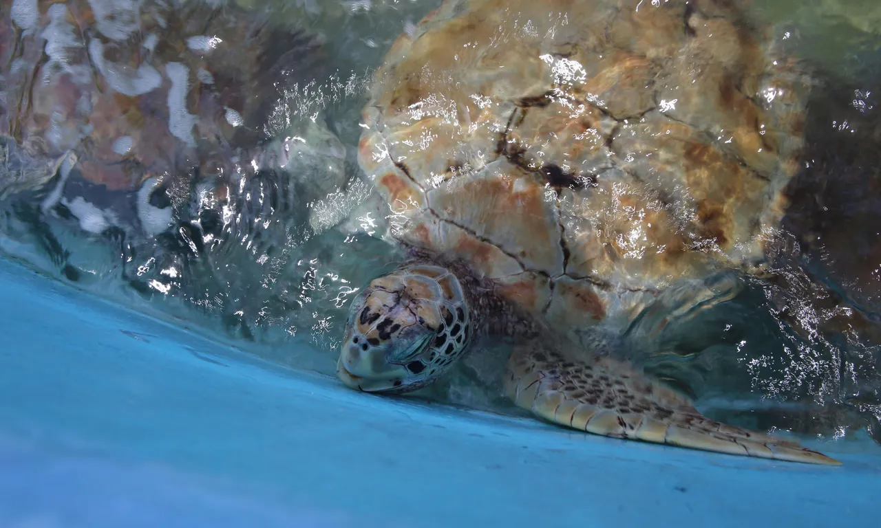 TORTUGA F