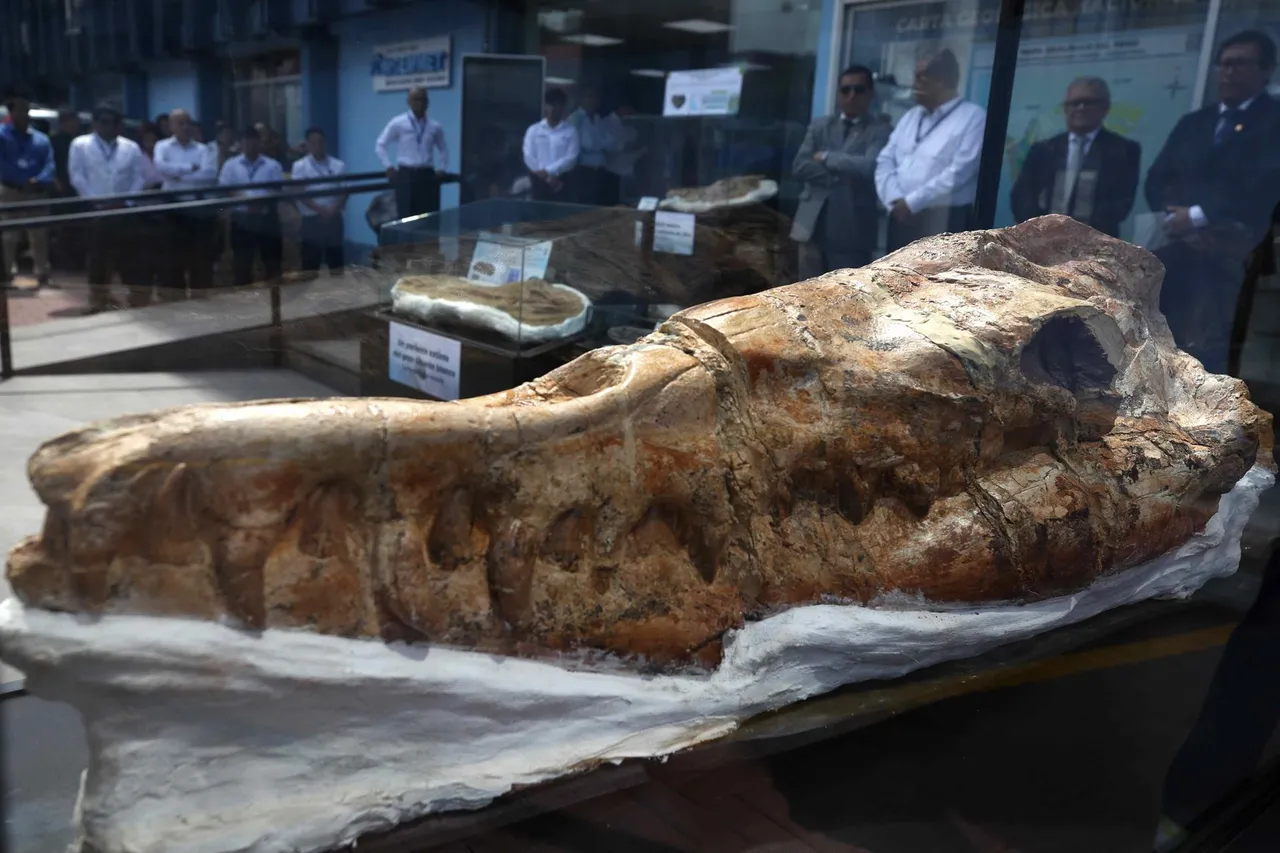 Perú expone un fósil de un pariente del tiburón blanco de 9 millones de años de antigüedad