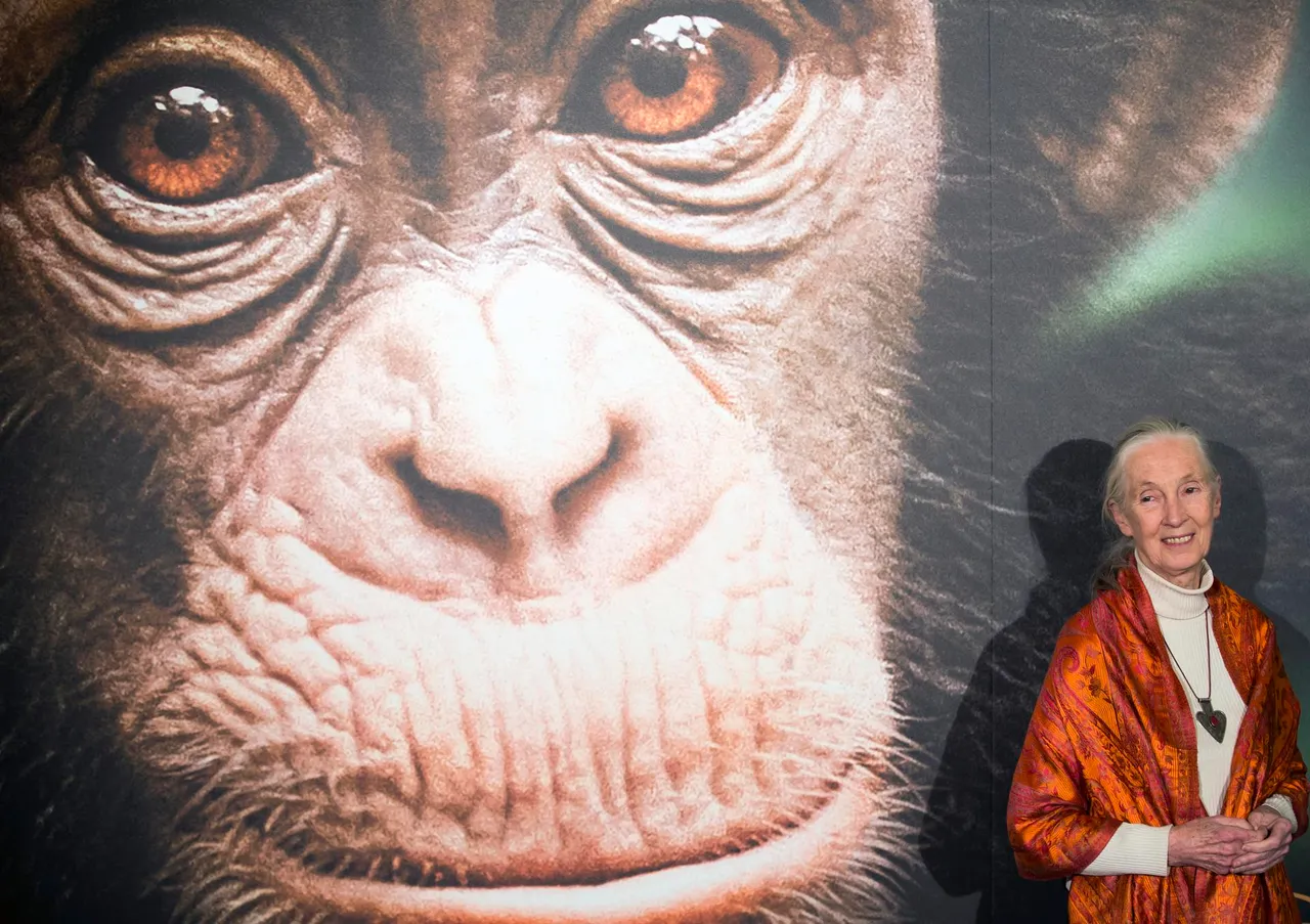 La ONU lamenta la muerte de Jane Goodall y aplaude su trabajo &#8220;incansable&#8221; por el planeta