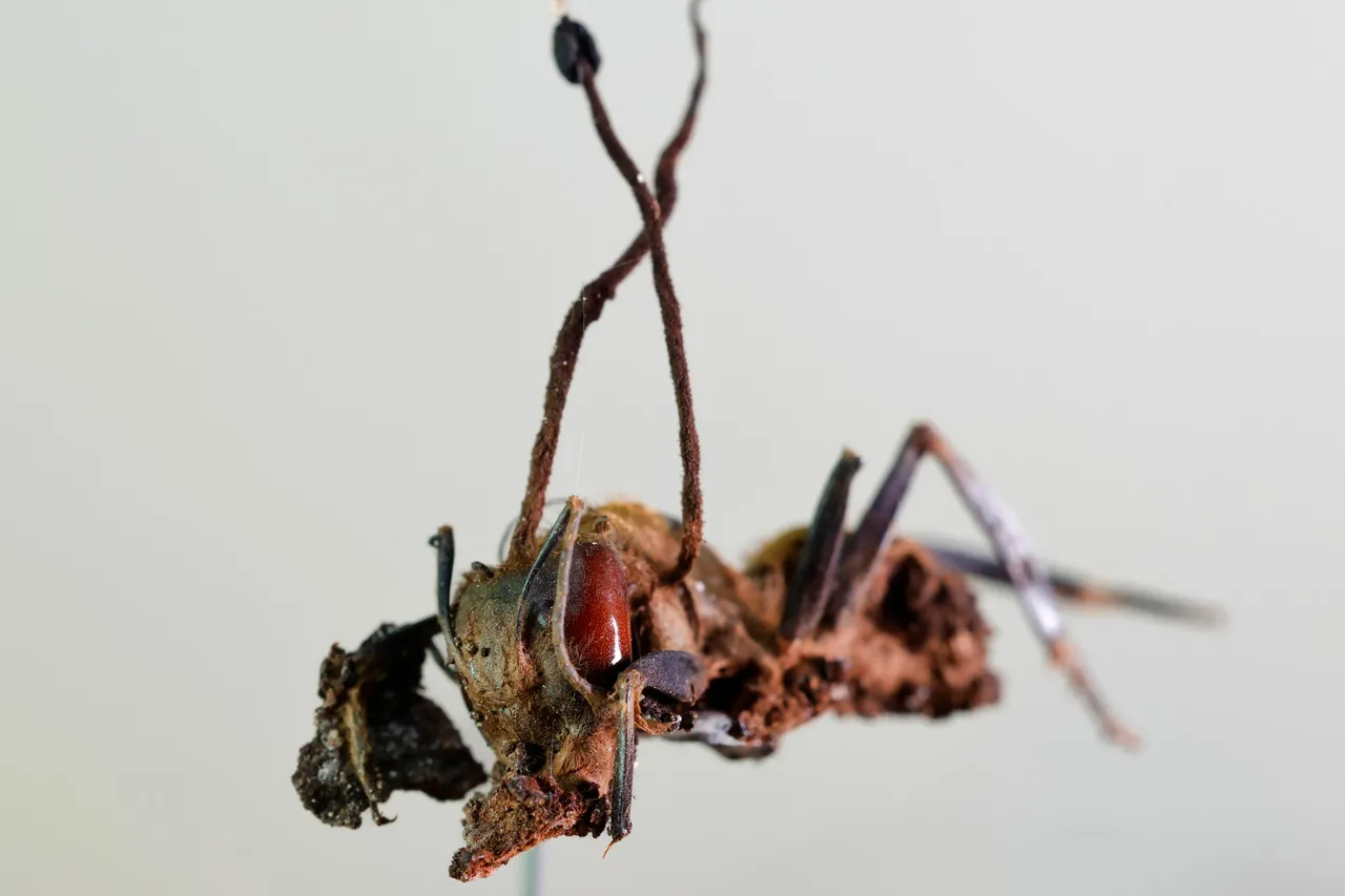 Descubren en México seis “hongos zombis” que controlan hormigas