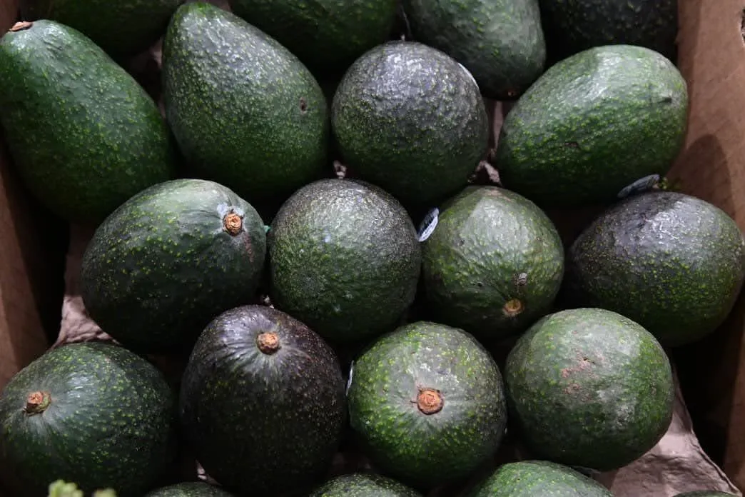 AGUACATES MICHOACAN 2