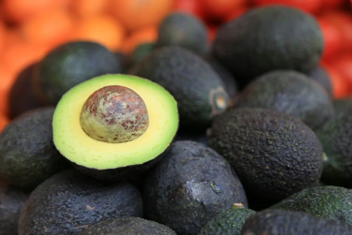 Aguacate-Gobierno-de-Jalisco-Twitter