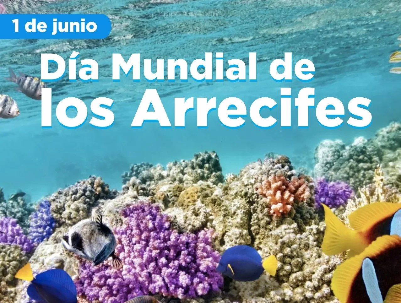 Arrecifeeeeeeeeees