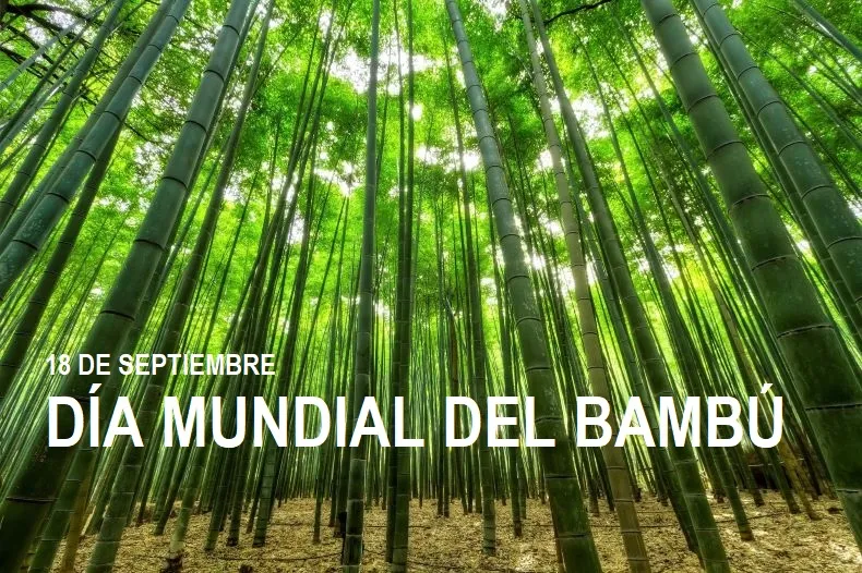 BAMBÚUUUUU