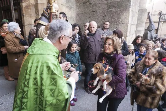 san anton bendice a las mascotas animales san juan