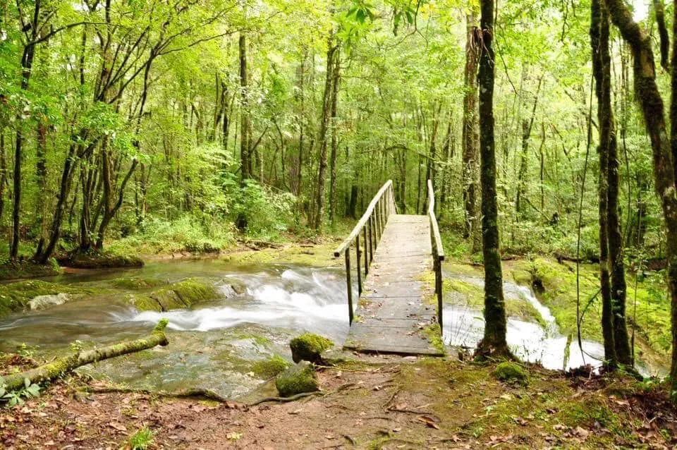 Bosque Tamps