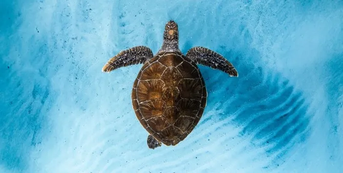 Ocean Film Festival regresa a la CDMX con historias de aventura y conservación marina
