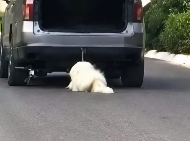 Muere Rocky el perro que indignó a México por un caso de crueldad animal
