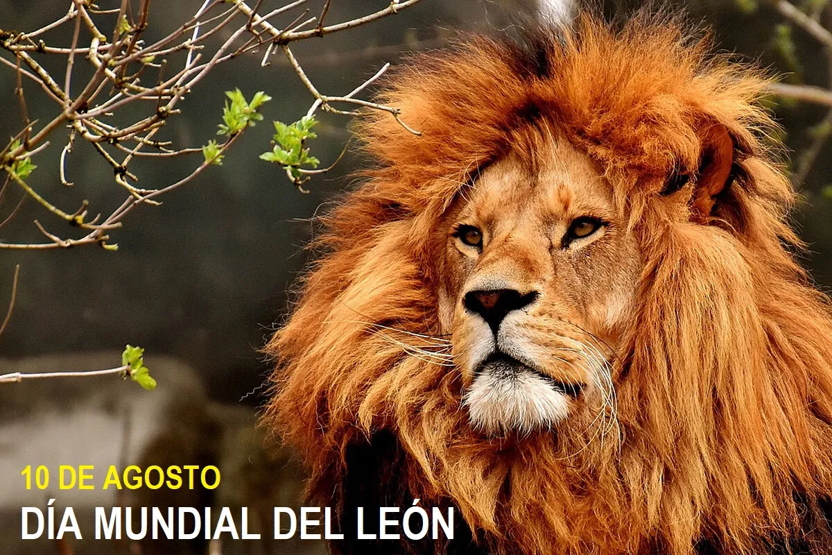 DÍA DEL LEÓN