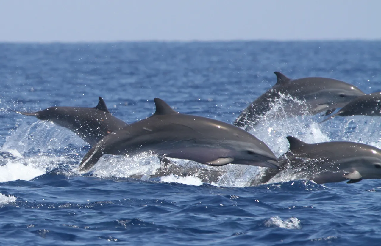 Delfin
