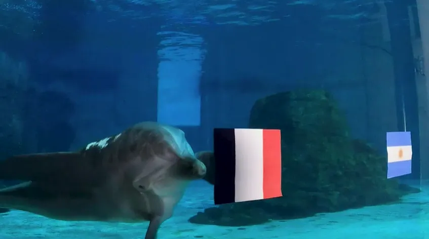 Delfin