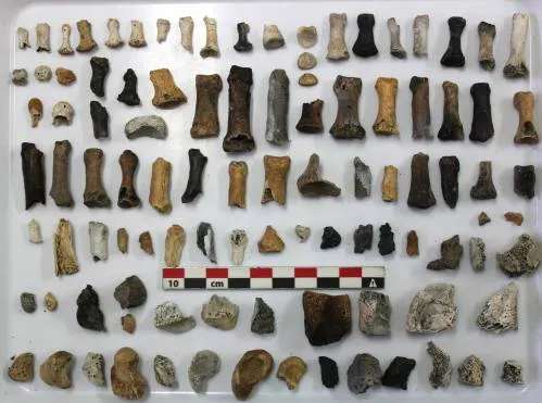 Esqueleto más antiguo y completo de Zavacephale rinpoche descubierto en el desierto del Gobi, Mongolia