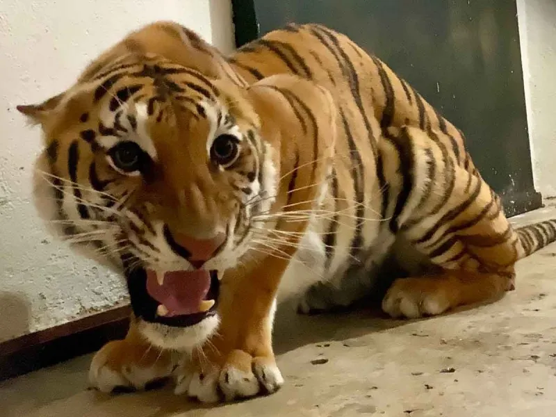 FELINO