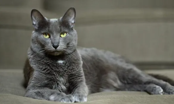 GATO