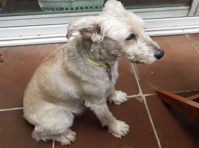 Gabriel Quadri denuncia que un perro suelto mató a su mascota en calles de Coyoacán