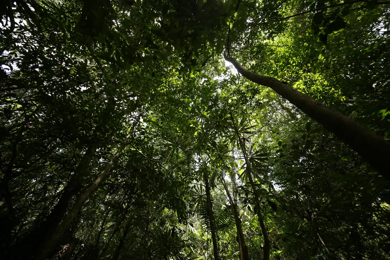 Semarnat y Greenpeace trabajarán juntos por la protección de la Selva Maya