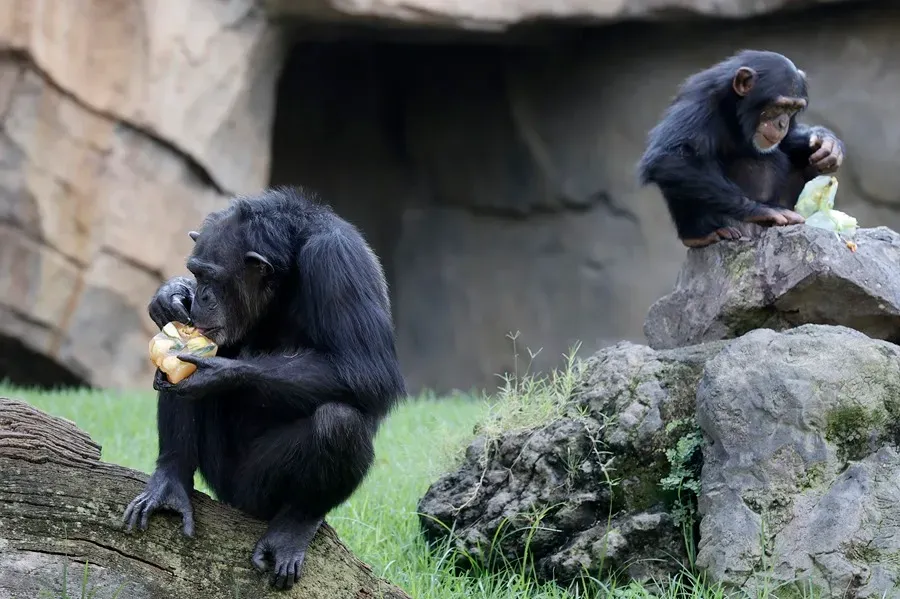 INVESTIGACION-CHIMPANCES-1