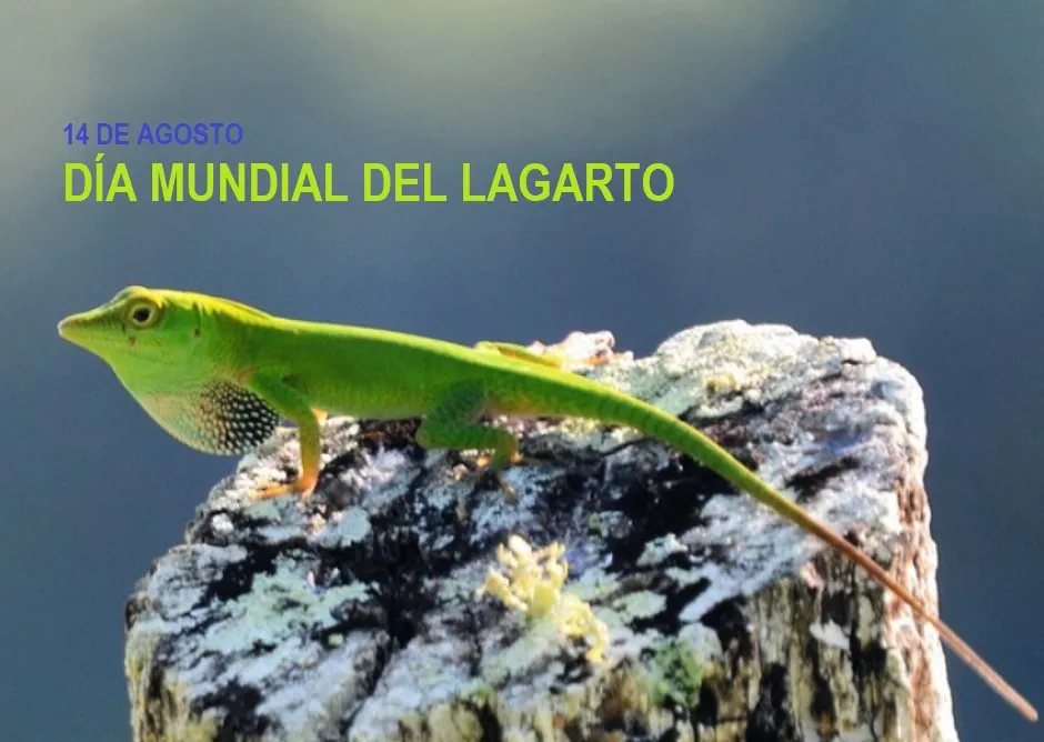 LAGARTO