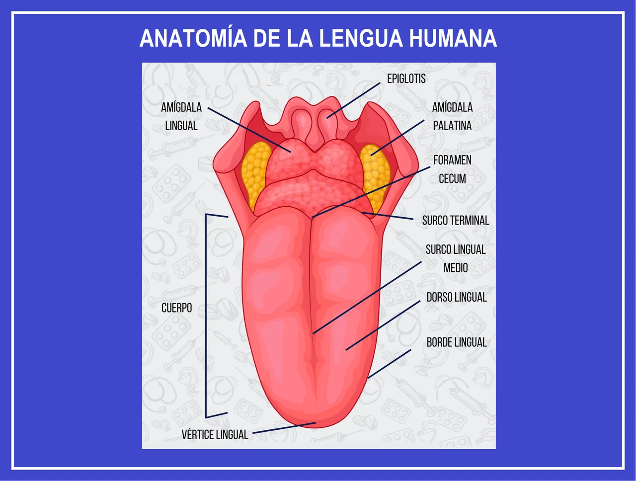 LEEENGUA HUMANAAAAAAAA