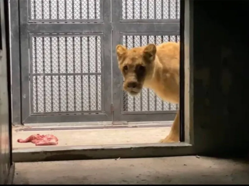 LEONES
