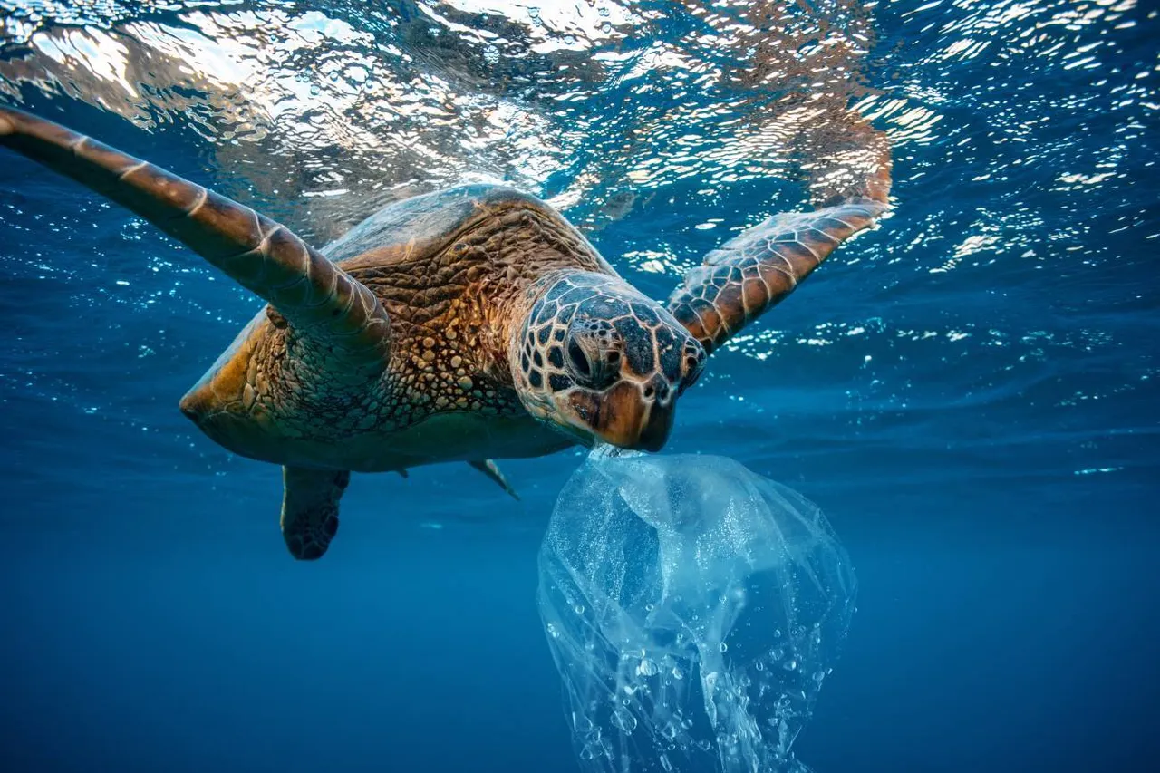 La-proteccion-de-los-oceanos-es-clave-para-mitigar-la-crisis-climatica