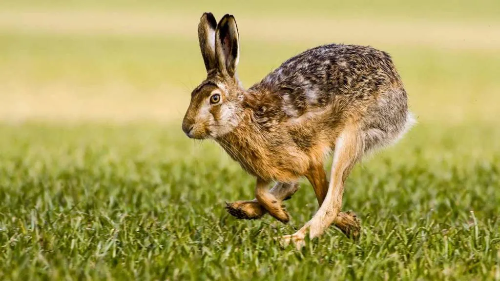 Liebreeuropea