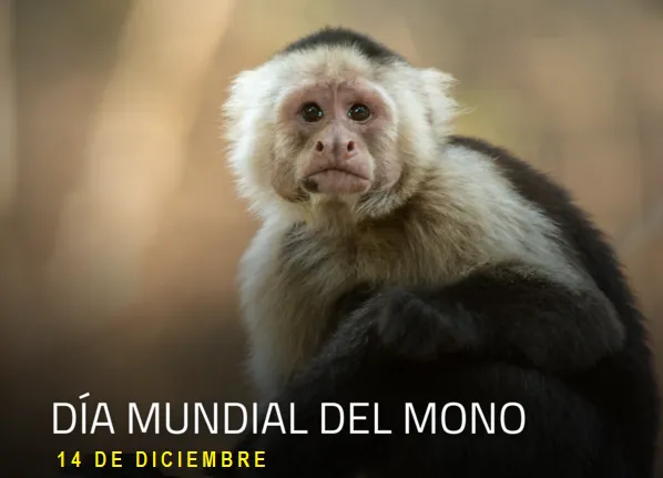 MONO01