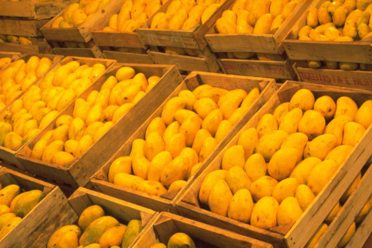 Mango