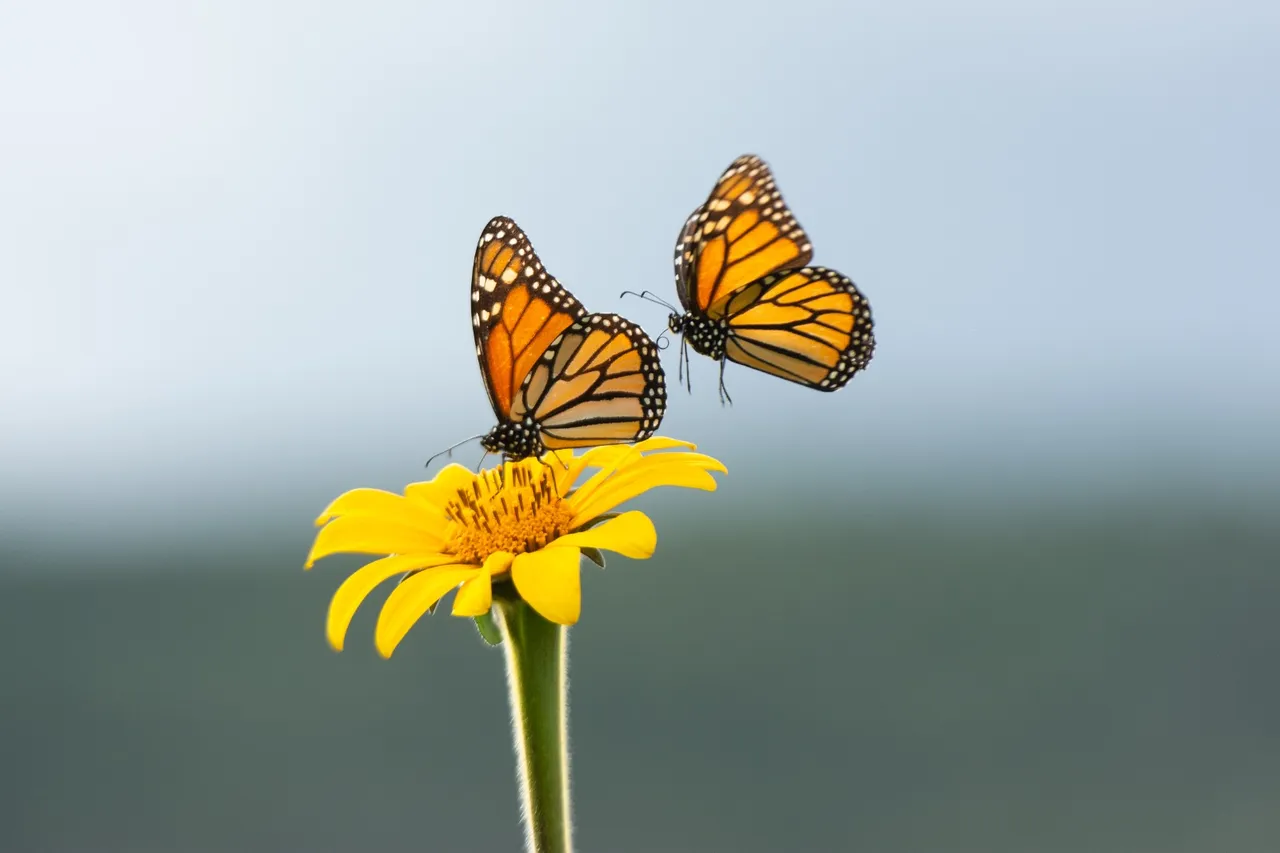 Mariposa Monarca en Tamaulipas