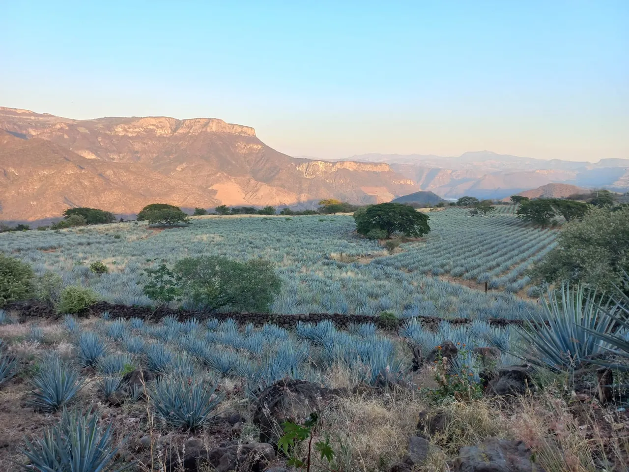 México y Colombia colaboran para reforzar conservación de los paisajes culturales del agave y el café. Foto Ignacio Gómez, CINAH Jalisco