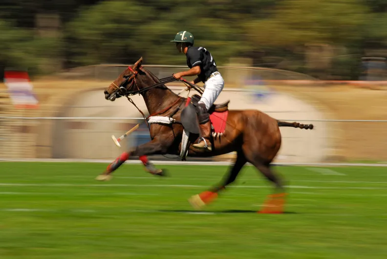 Polo7