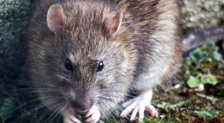 RATA