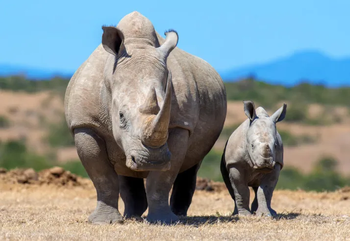 RINO