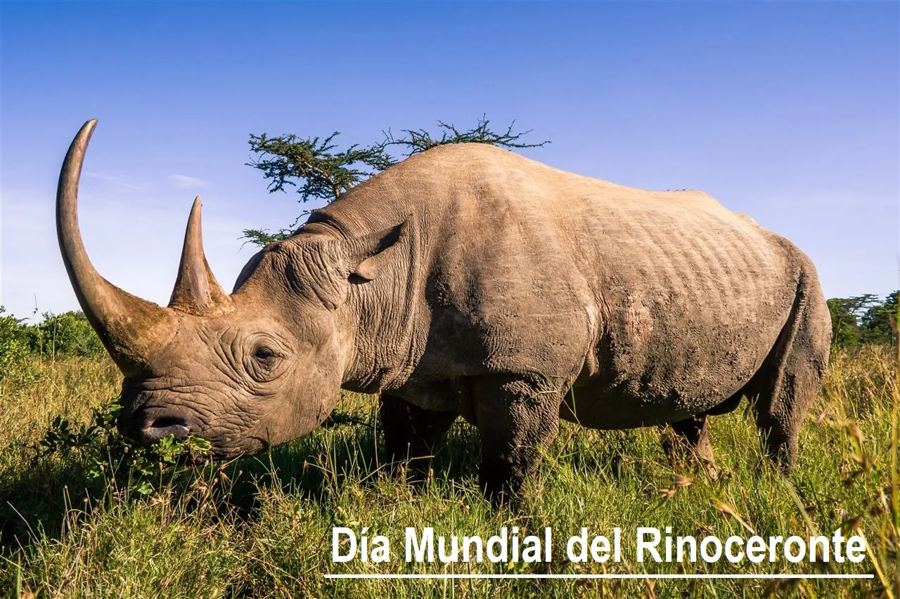 RINOCERONTE