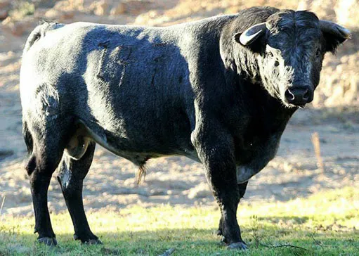RanchoSeco511