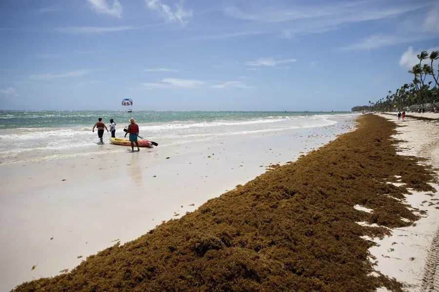 Republica-Dominicana-sargazo1