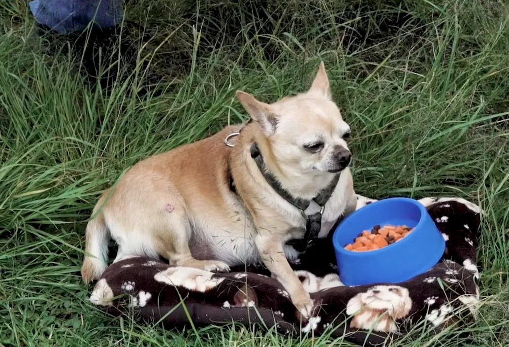 Perro mayor